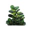 Monarch Specialties Artificial Plant, 47" Tall, Fiddle Tree, Indoor, Faux, Fake, Floor, Greenery, Potted, Real Touch I 9515 - alternate 4